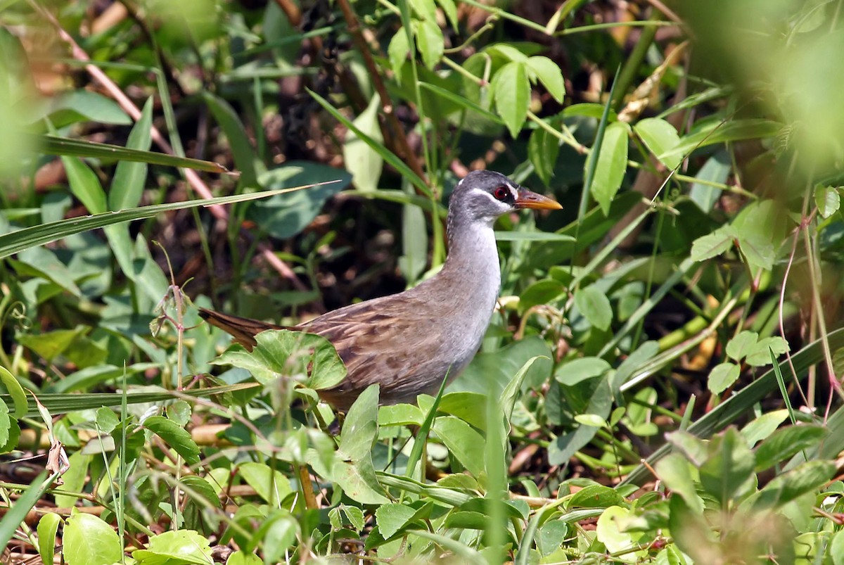 White-browed Crake - ML204853161