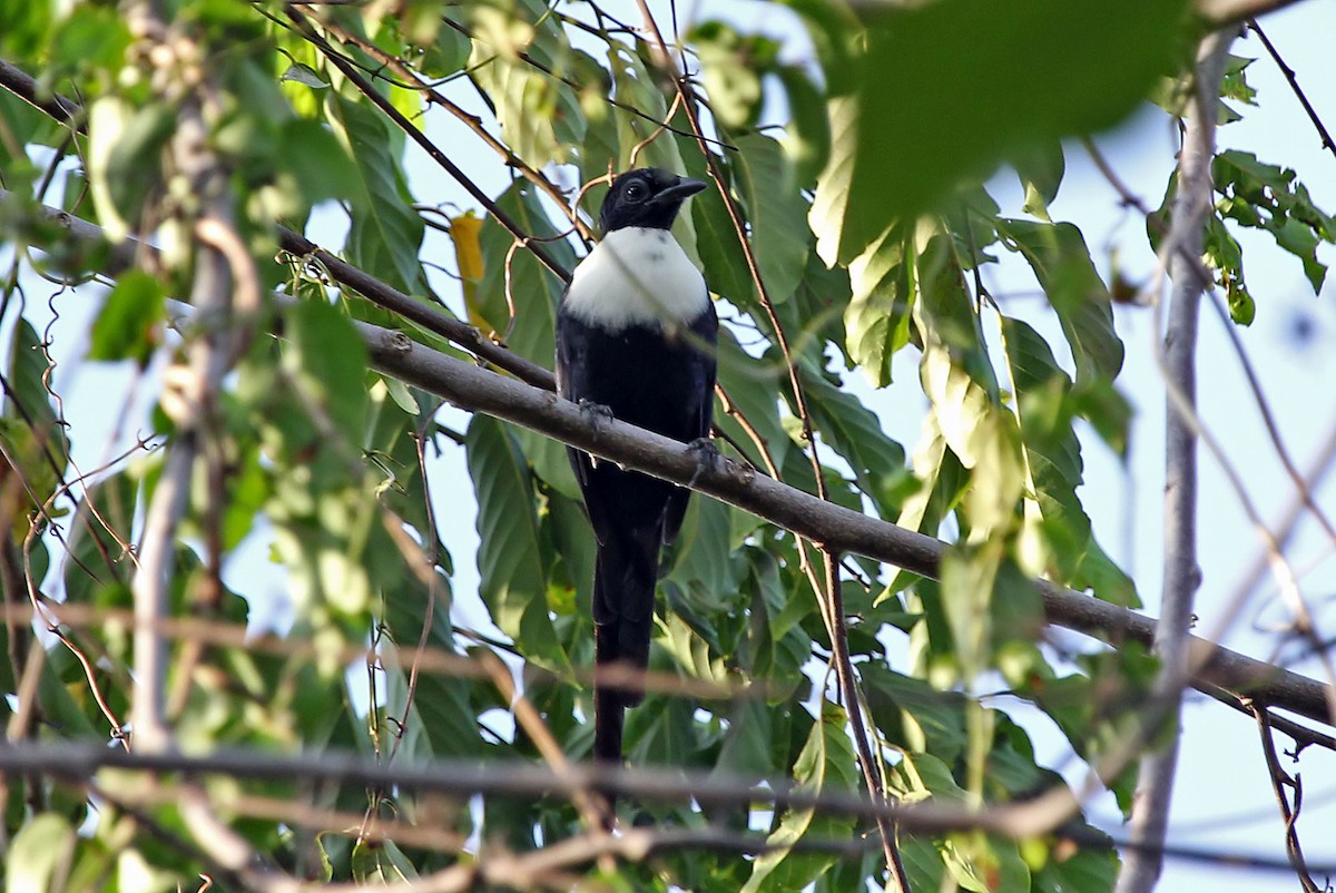 White-necked Myna (Northern) - Phillip Edwards