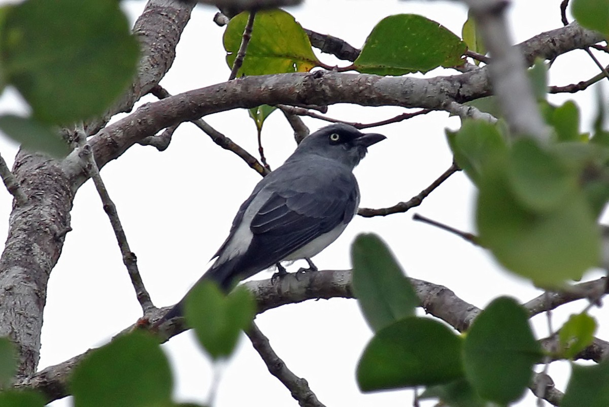 White-rumped Cuckooshrike - ML204853181