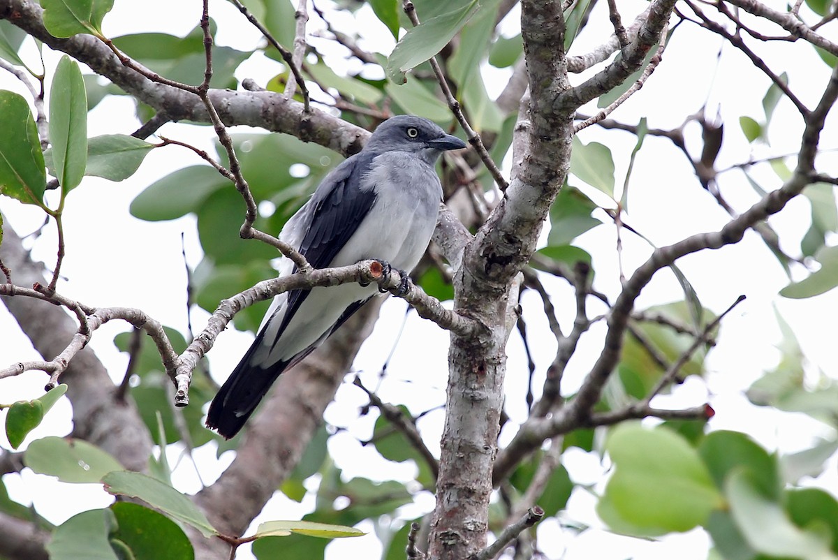 White-rumped Cuckooshrike - ML204853191