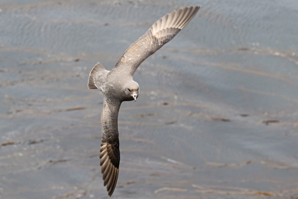 Fulmar boréal (rodgersii) - ML204853201