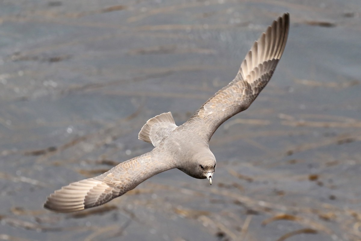 Northern Fulmar (Pacific) - Phillip Edwards