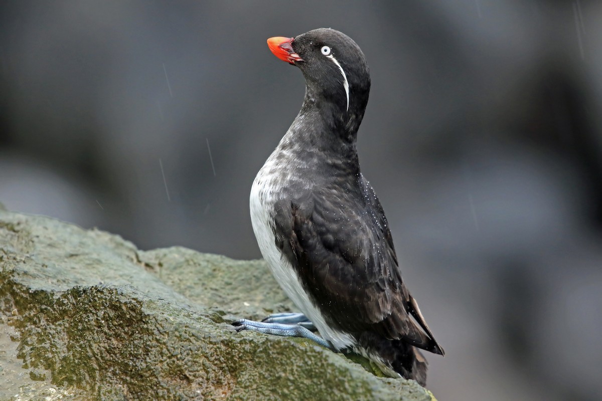 Parakeet Auklet - Phillip Edwards