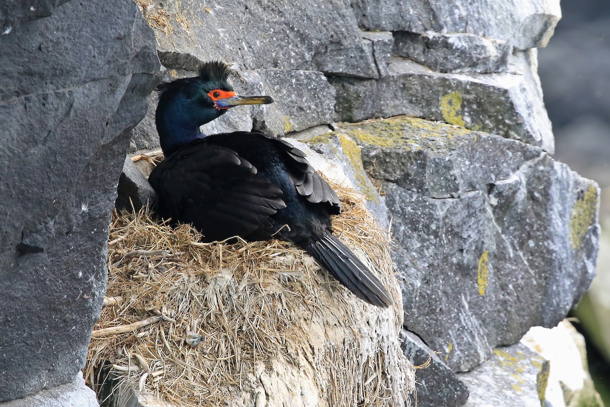 Cormoran à face rouge - ML204853481