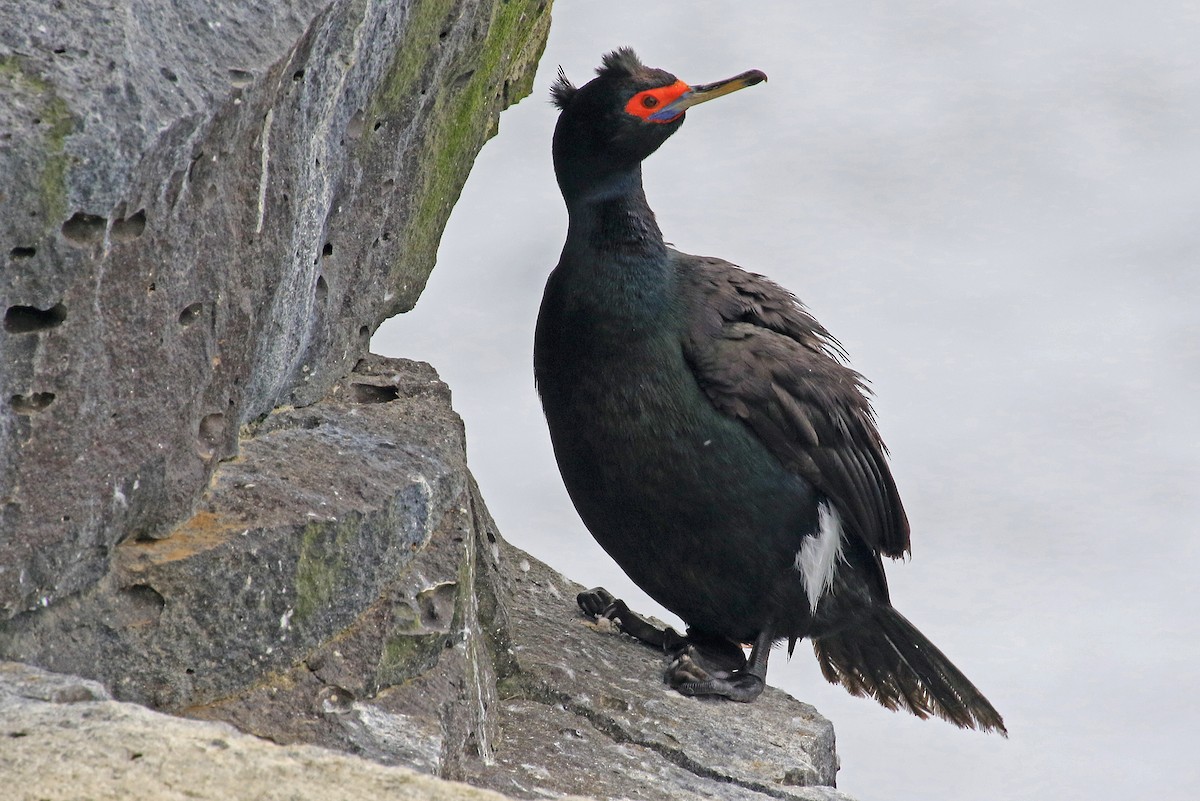 Cormoran à face rouge - ML204853491