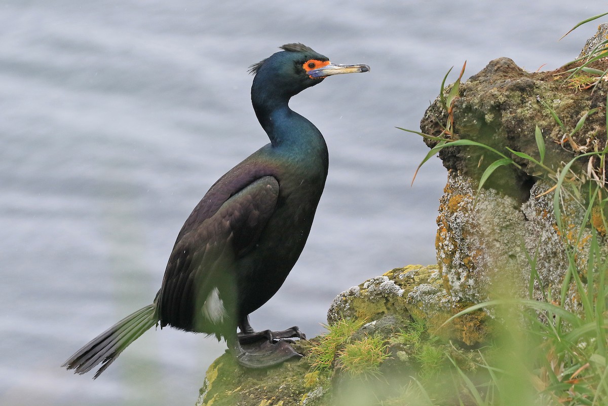 Cormoran à face rouge - ML204853501