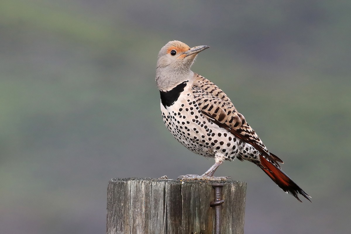 Northern Flicker (Red-shafted) - ML204853561