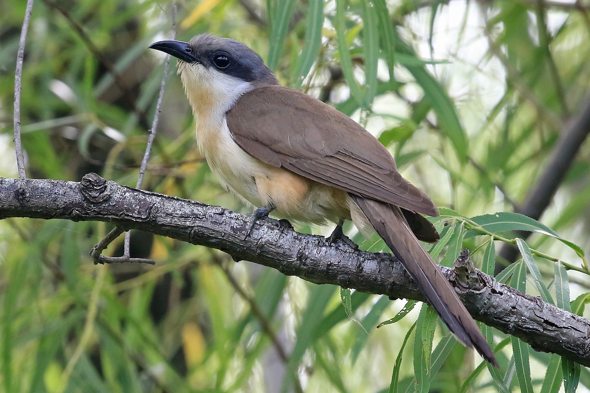 Dark-billed Cuckoo - ML204853861