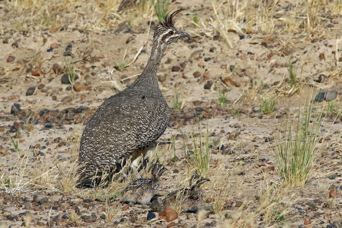 Tinamou élégant - ML204853901