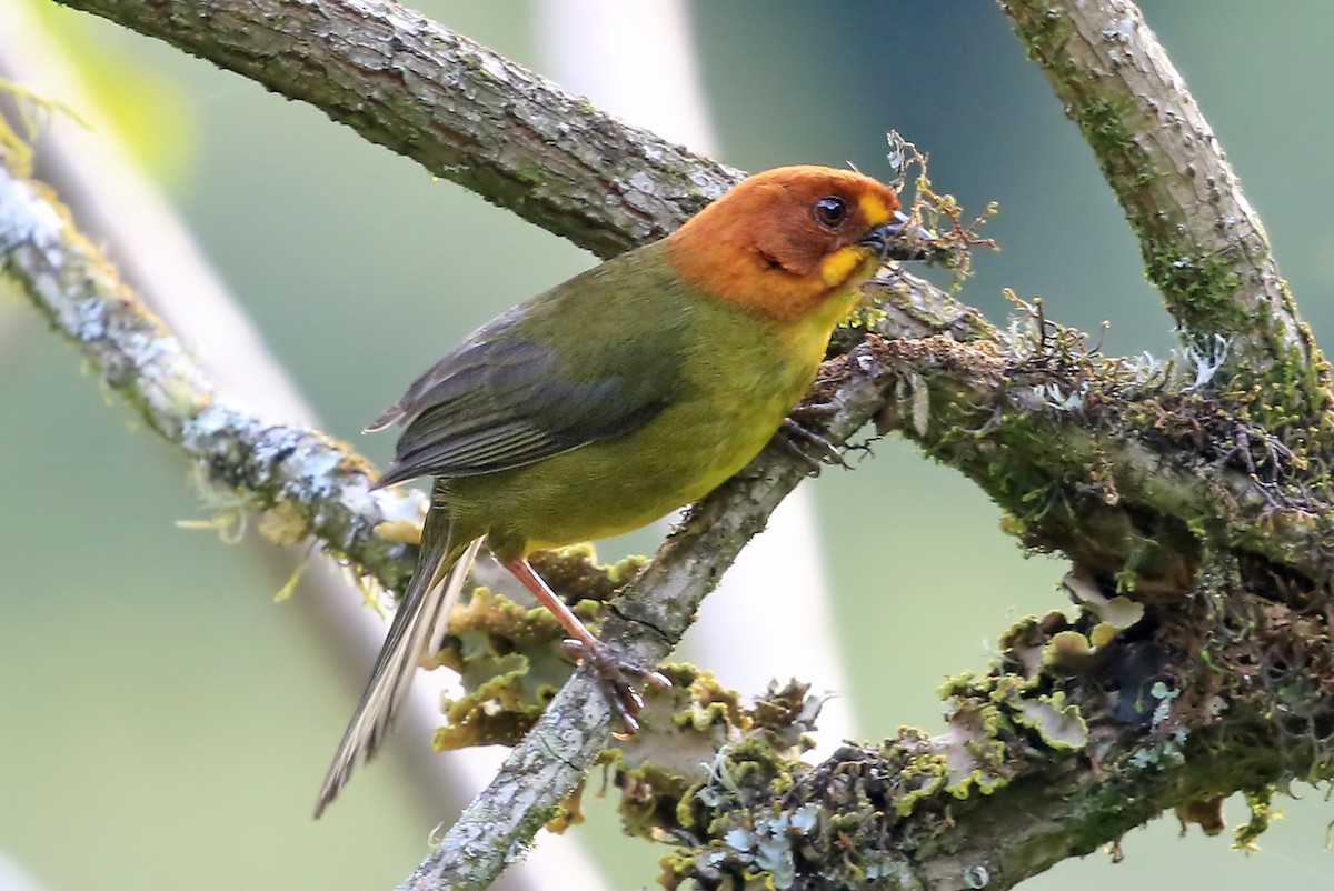 Fulvous-headed Brushfinch - ML204854001