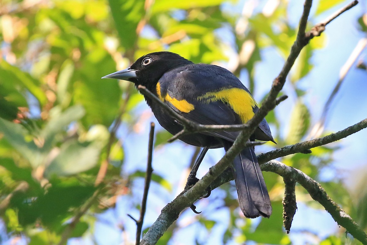 Golden-winged Cacique - ML204854111