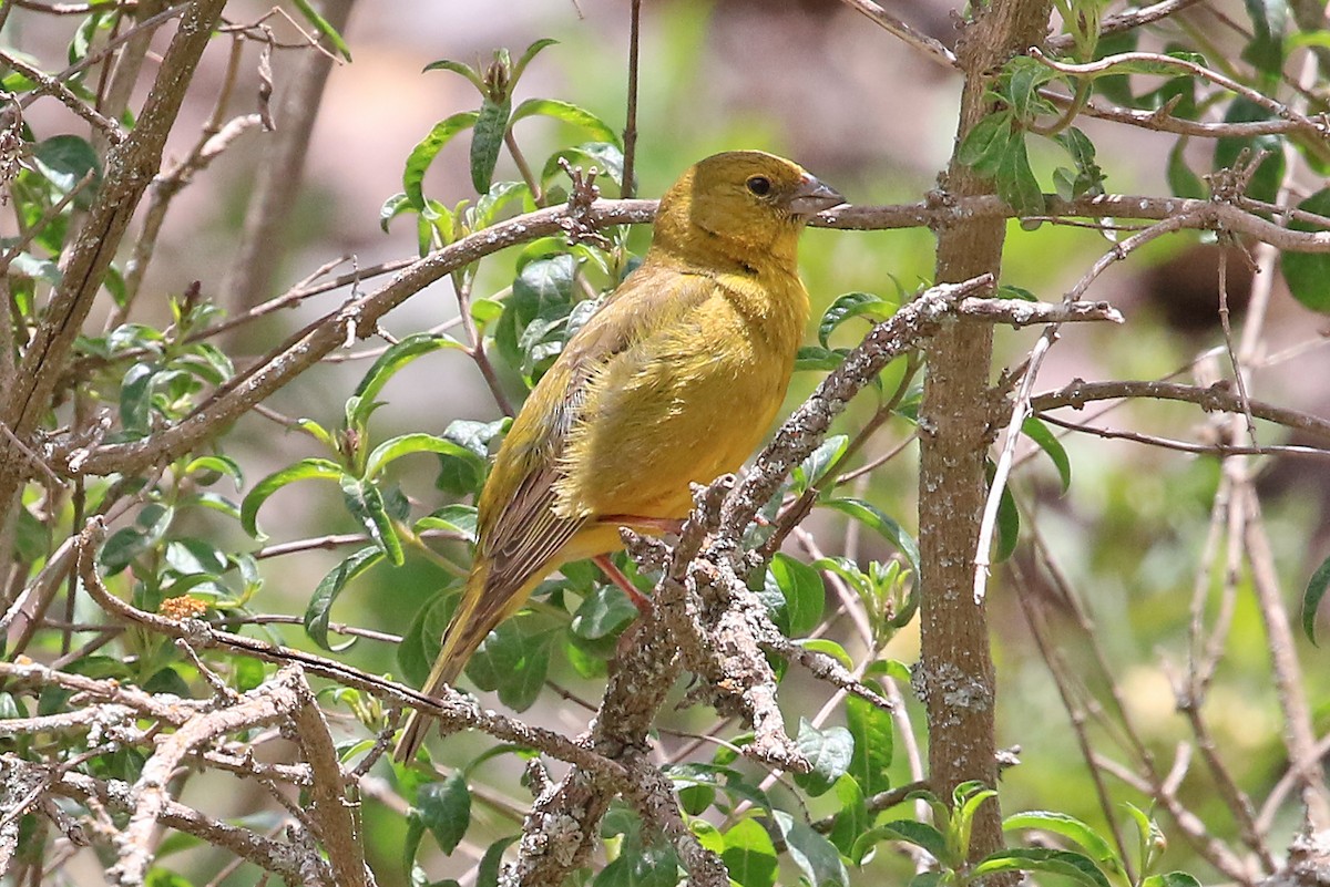 Greenish Yellow-Finch - ML204854171