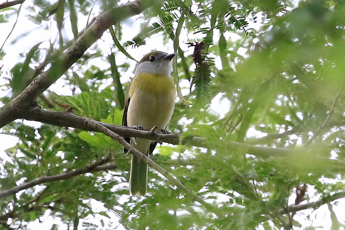 Green-backed Becard (Green-backed) - ML204854181