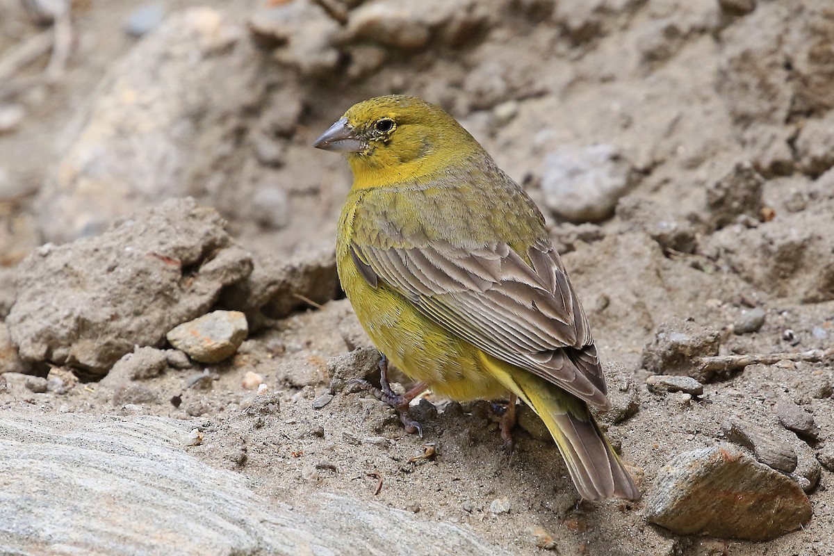 Greenish Yellow-Finch - ML204854191