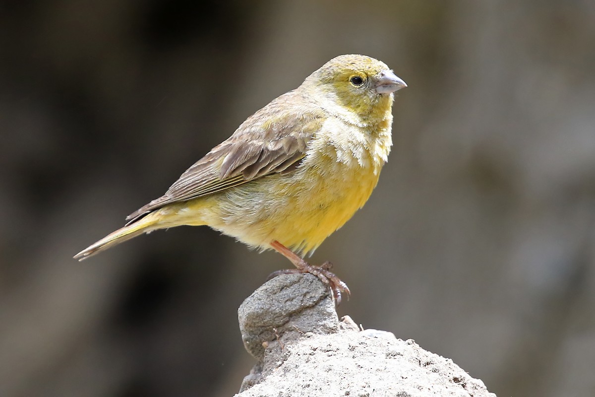 Greenish Yellow-Finch - ML204854201