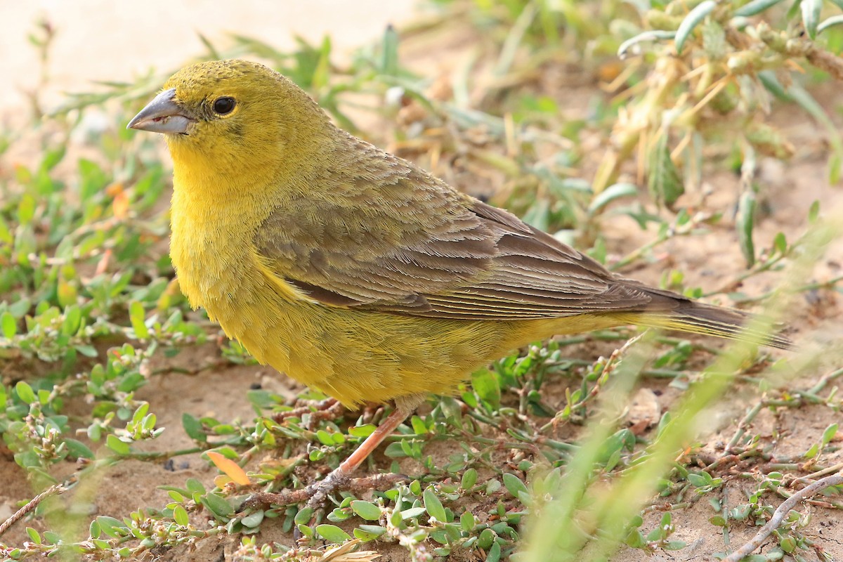 Greenish Yellow-Finch - ML204854211