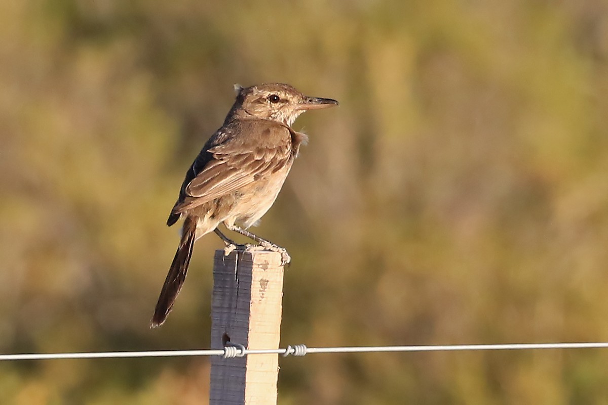 Gray-bellied Shrike-Tyrant - ML204854221