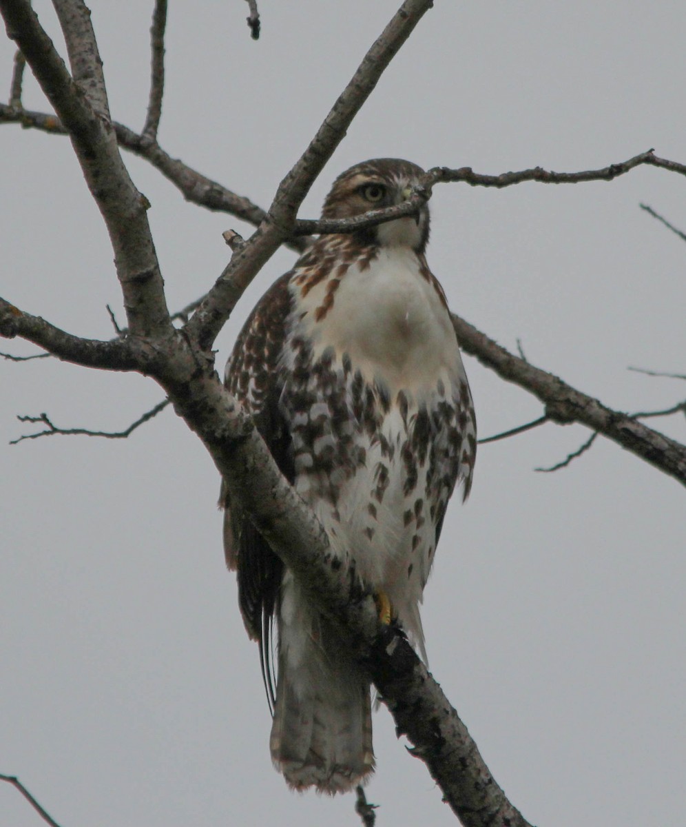 Red-tailed Hawk - ML20485431