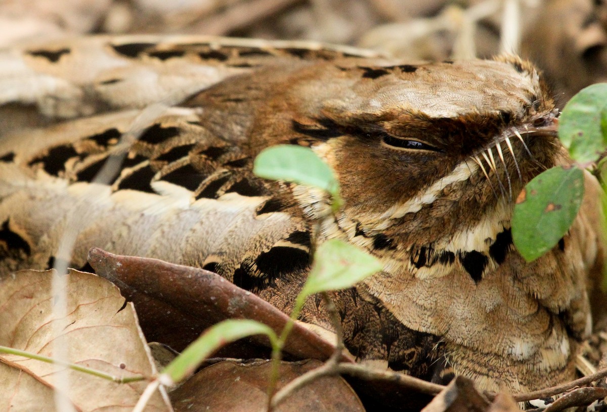 Jerdon's Nightjar - ML204854491