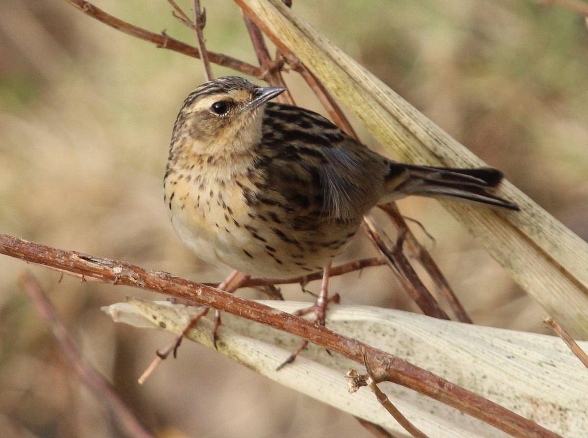 Nilgiri Pipit - ML204854511