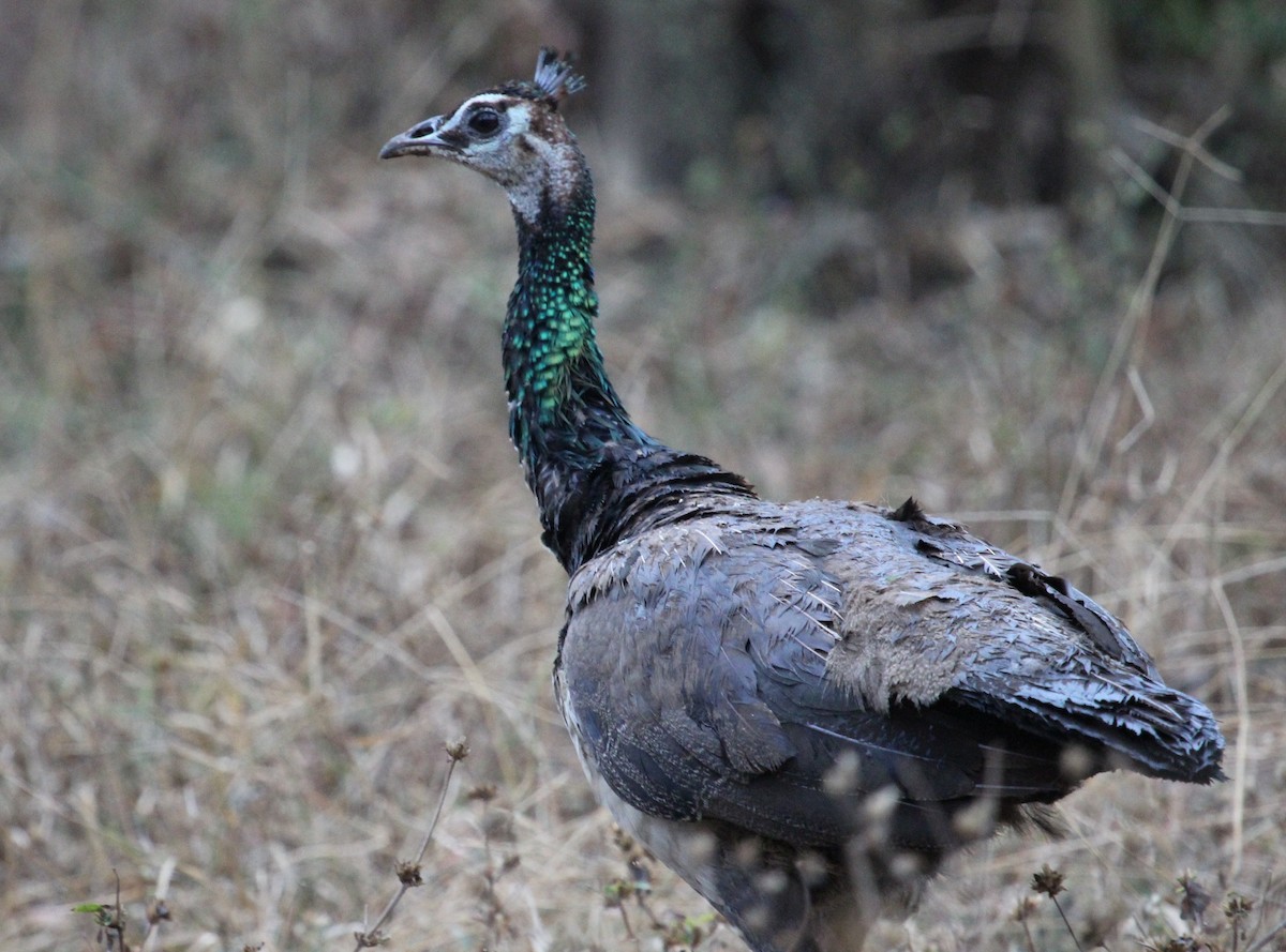 Indian Peafowl - ML204854581