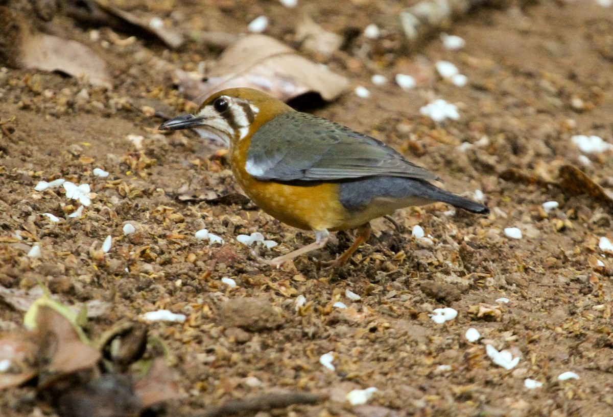 Orange-headed Thrush (White-throated) - Luis Mario Arce