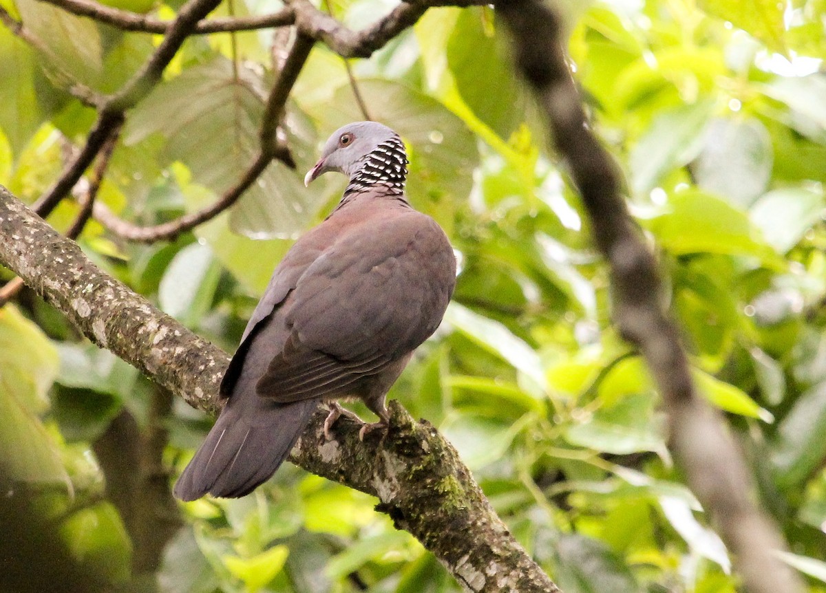 Nilgiri Wood-Pigeon - ML204854751