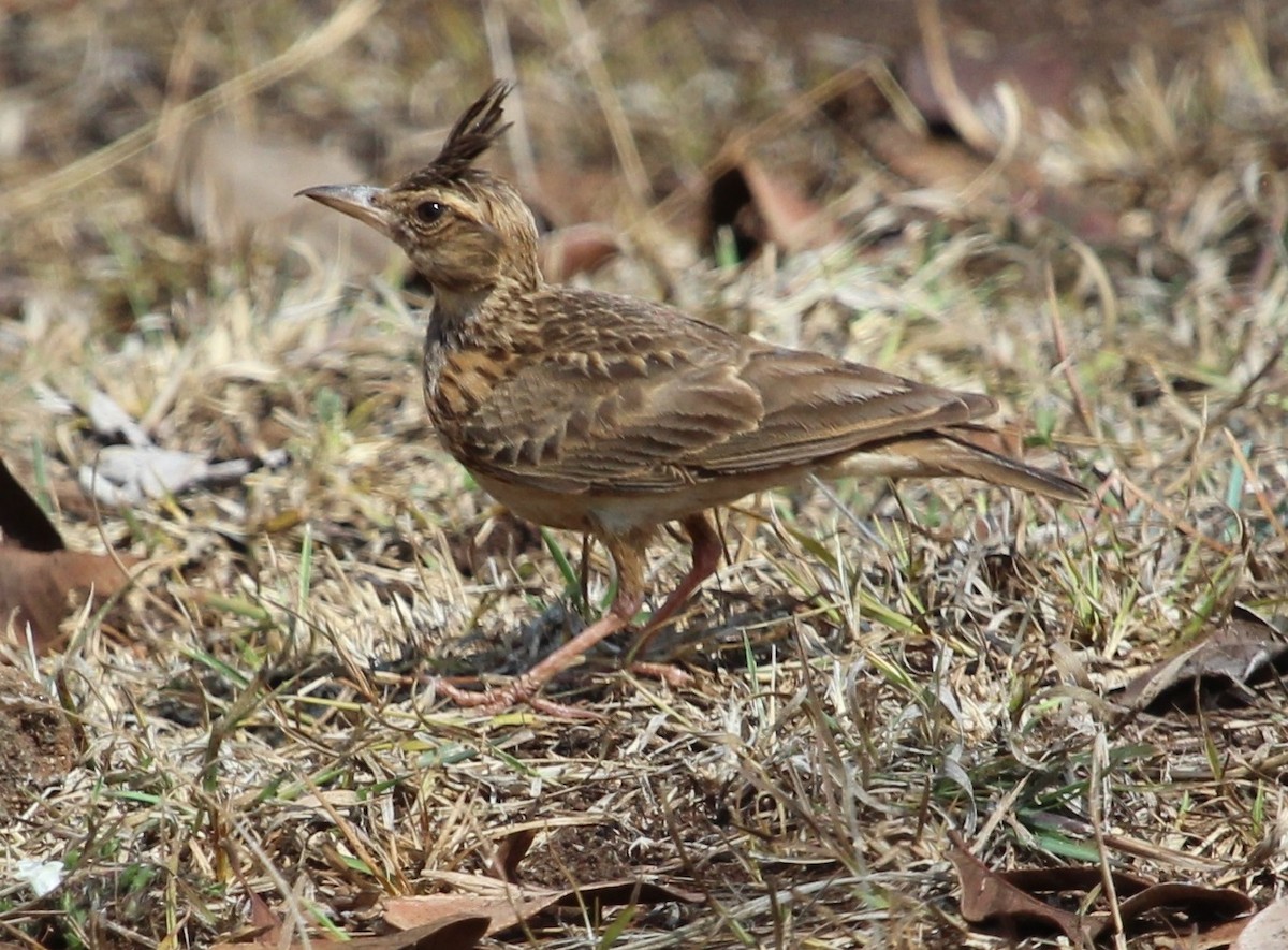 Malabar Lark - Luis Mario Arce