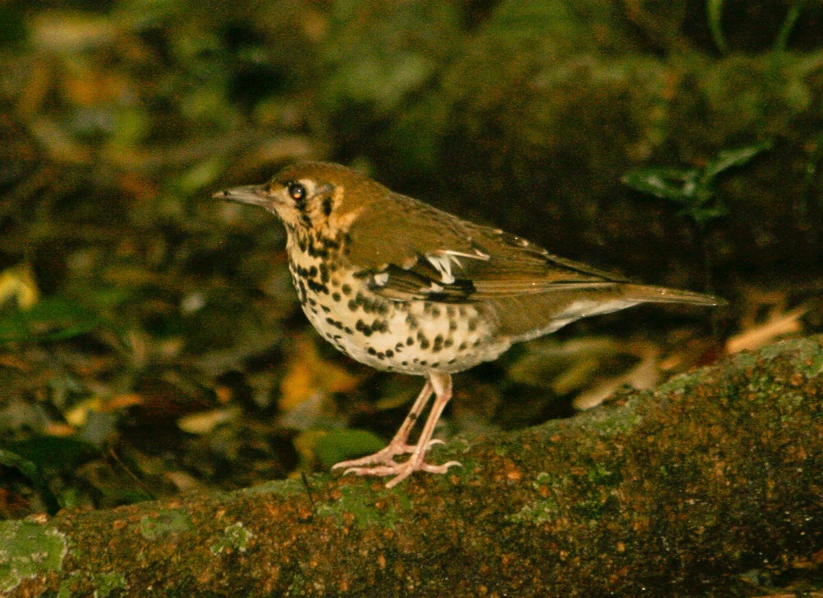 Spotted Ground-Thrush (Spotted) - ML204854871