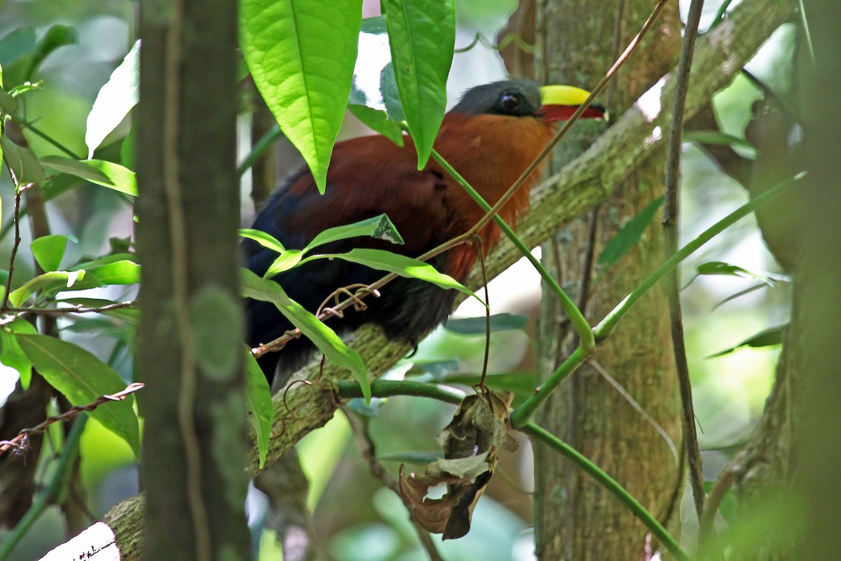 Yellow-billed Malkoha - ML204854961