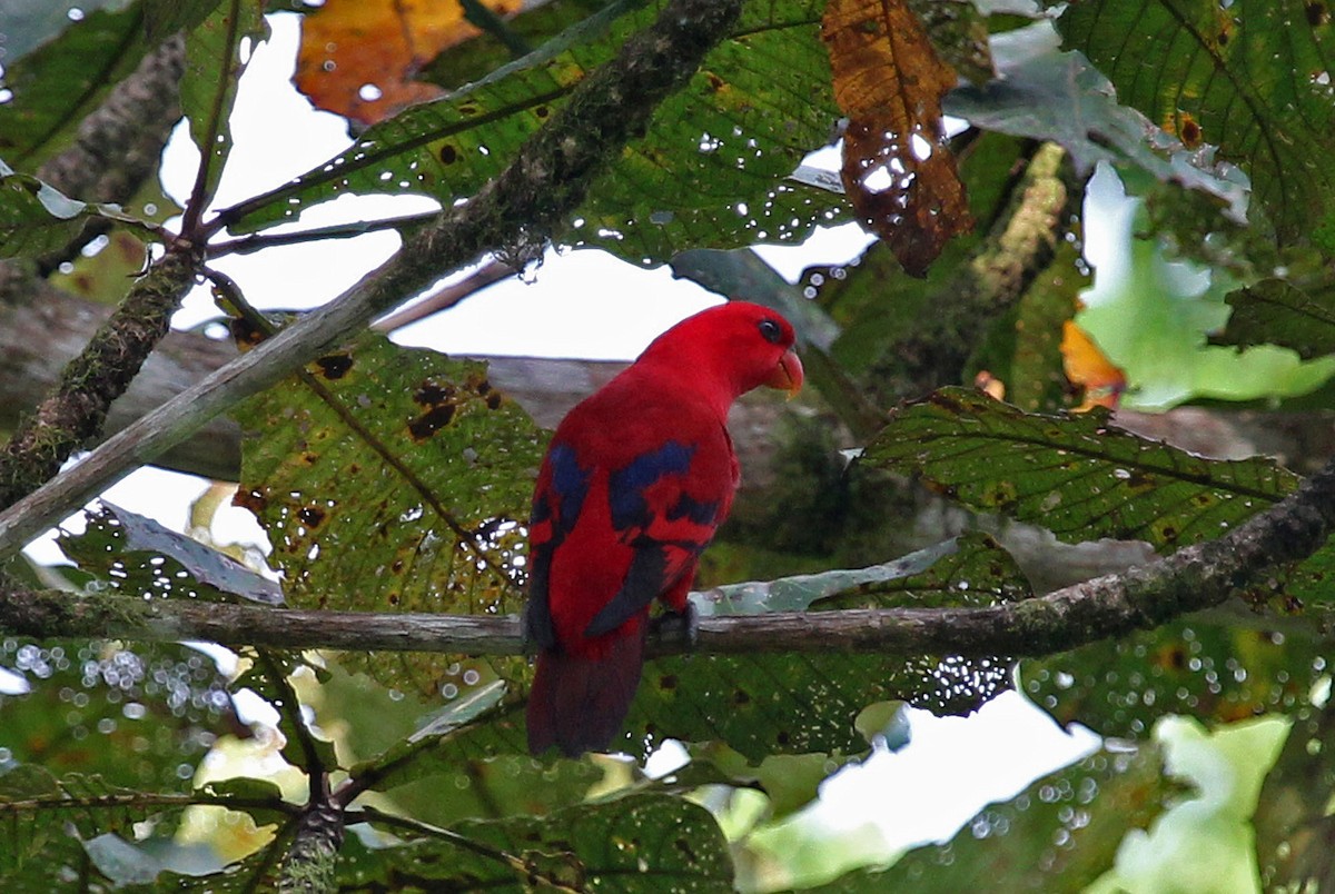 Red Lory - Phillip Edwards