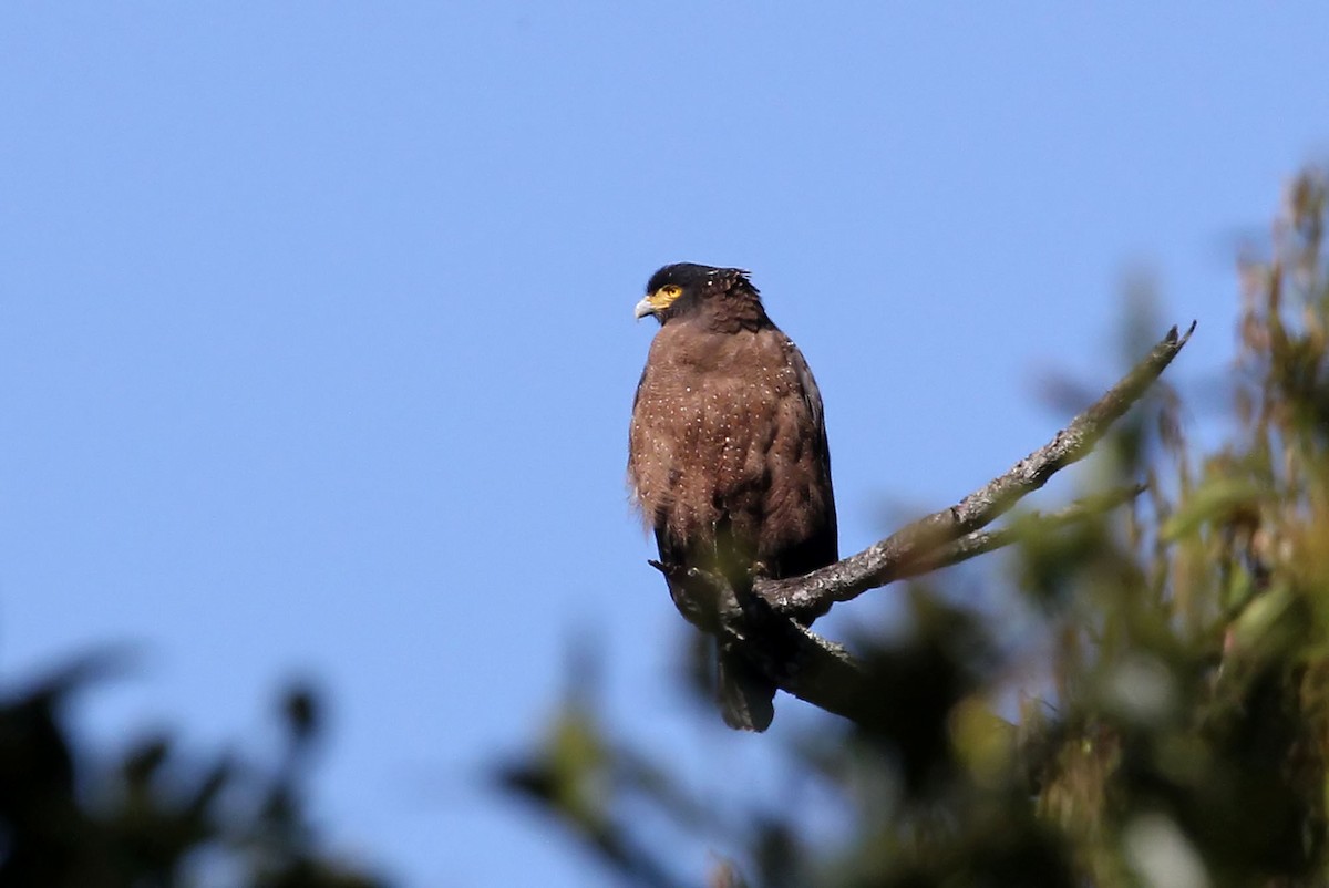 Crested Serpent-Eagle (Crested) - ML204855121