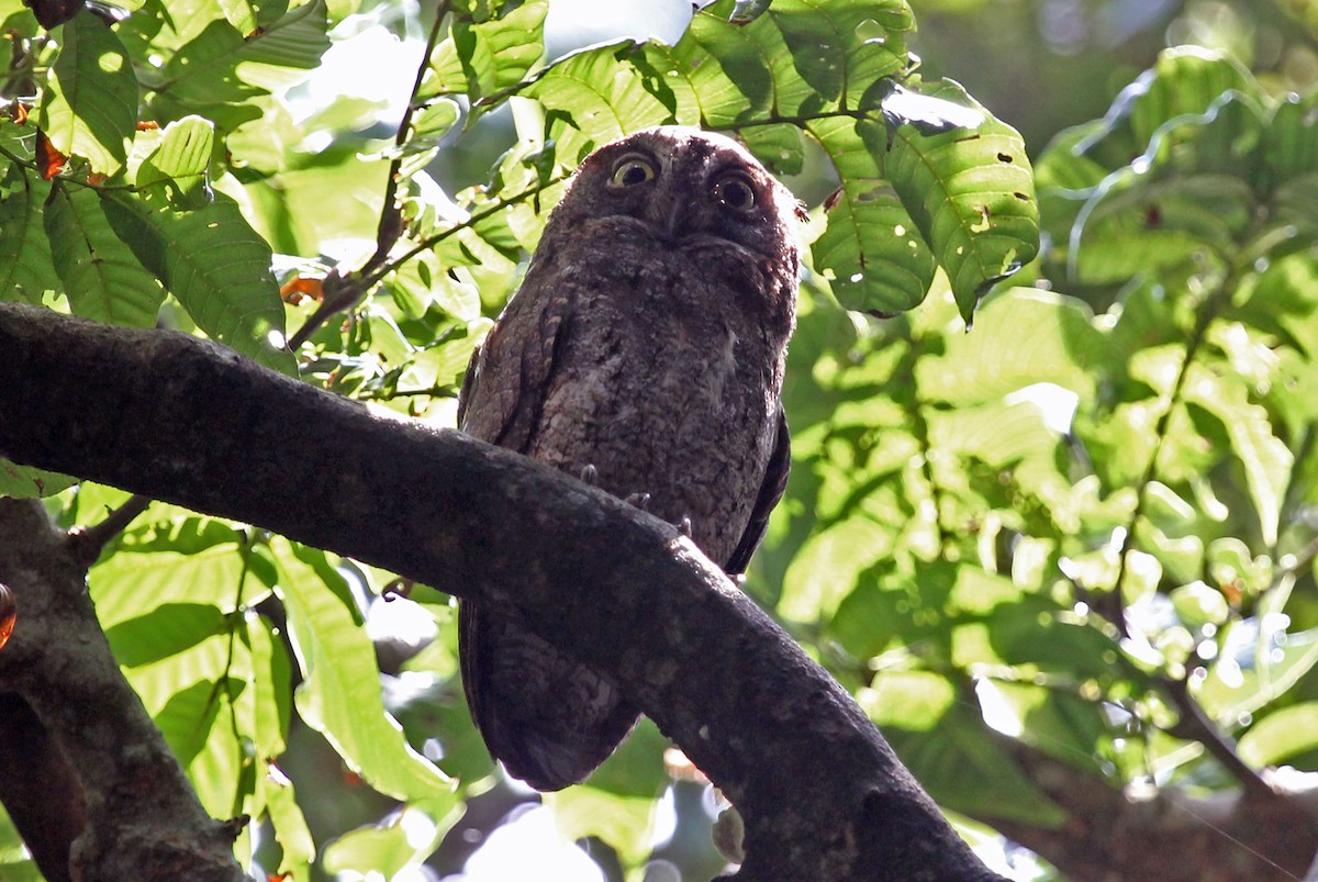 Ryukyu Scops-Owl - Phillip Edwards