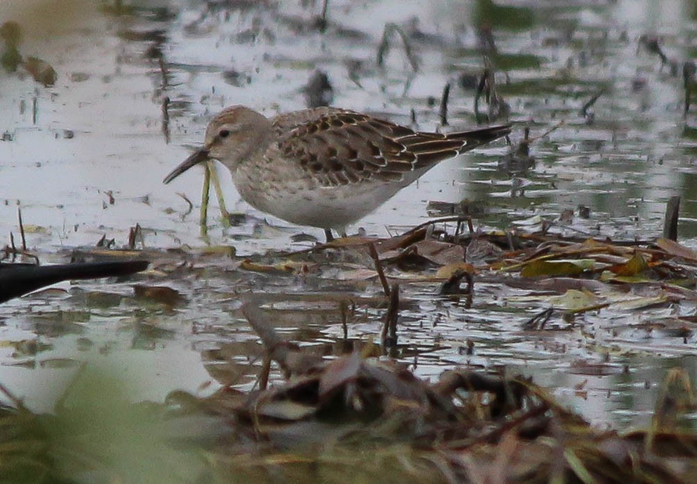 White-rumped Sandpiper - Marie Roy