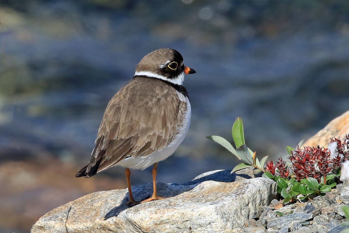 Semipalmated Plover - Phillip Edwards