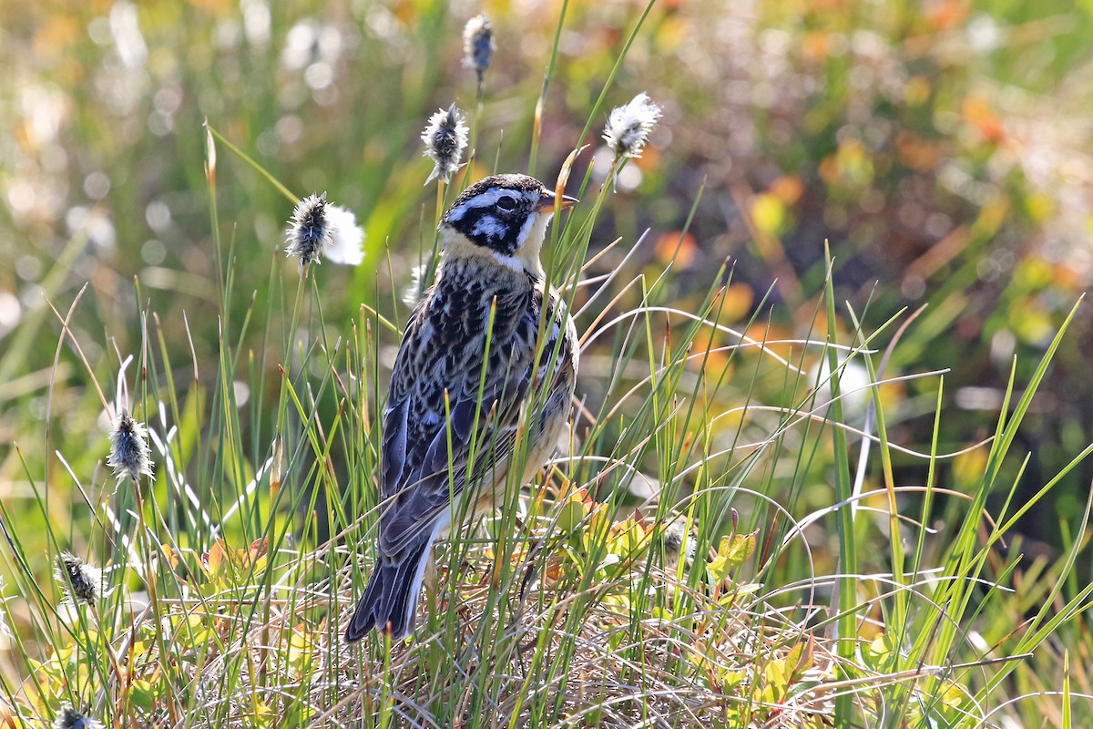 Smith's Longspur - ML204855631