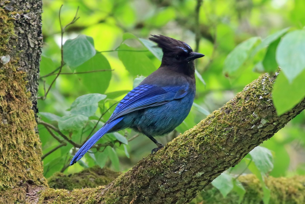 Steller's Jay (Coastal) - ML204855891