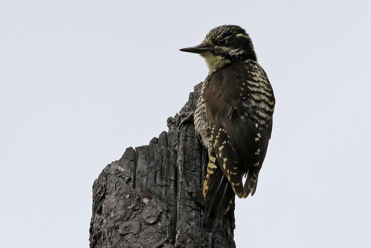 American Three-toed Woodpecker (Northwest) - ML204855961