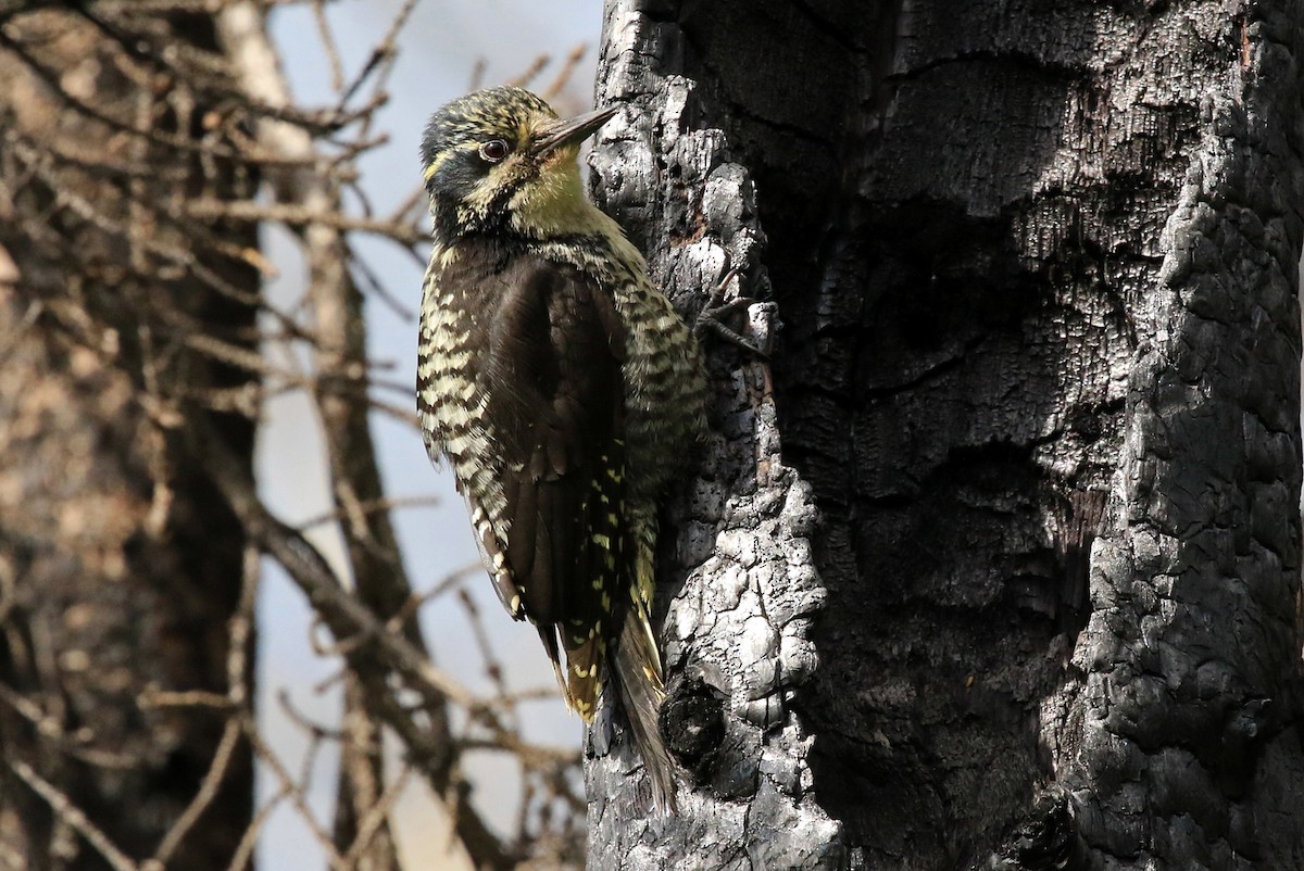 American Three-toed Woodpecker (Northwest) - ML204855971