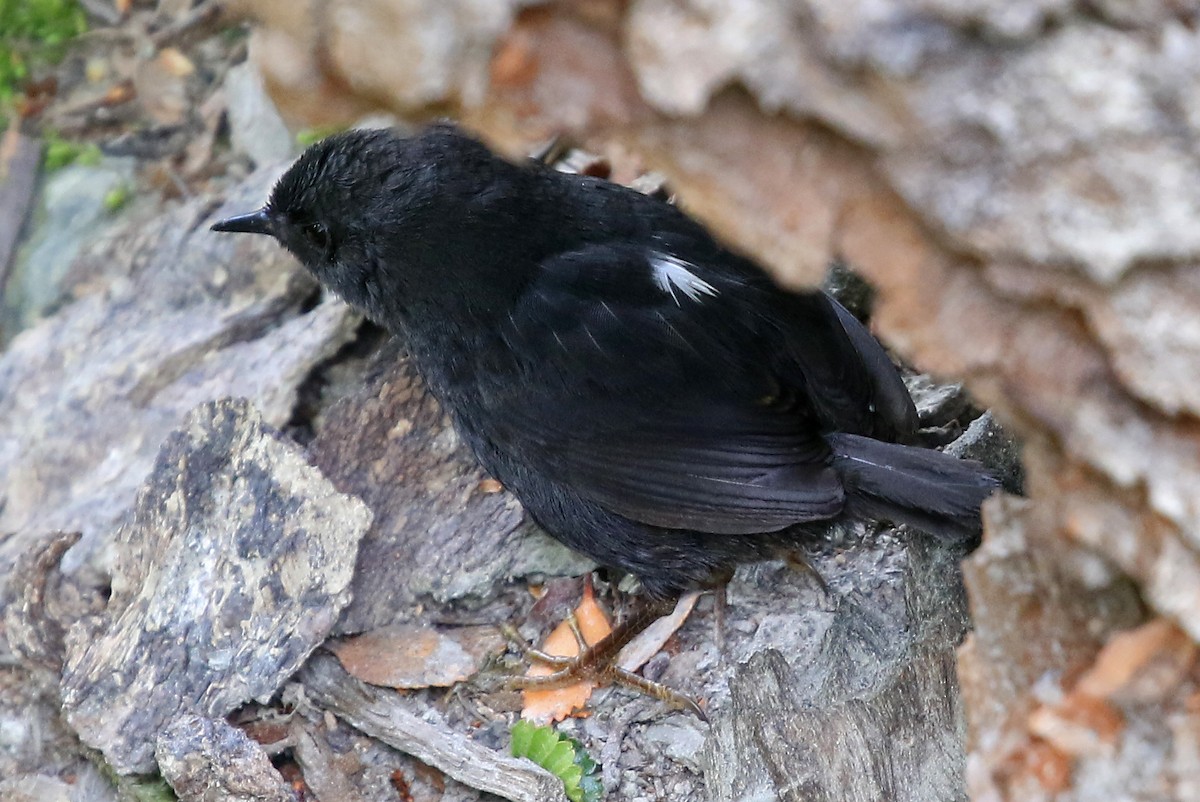 Magellanic Tapaculo - Phillip Edwards