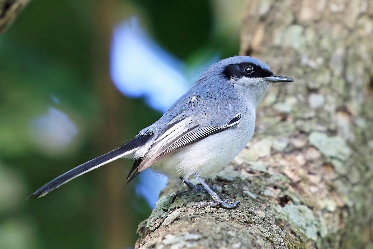 Masked Gnatcatcher - ML204856401