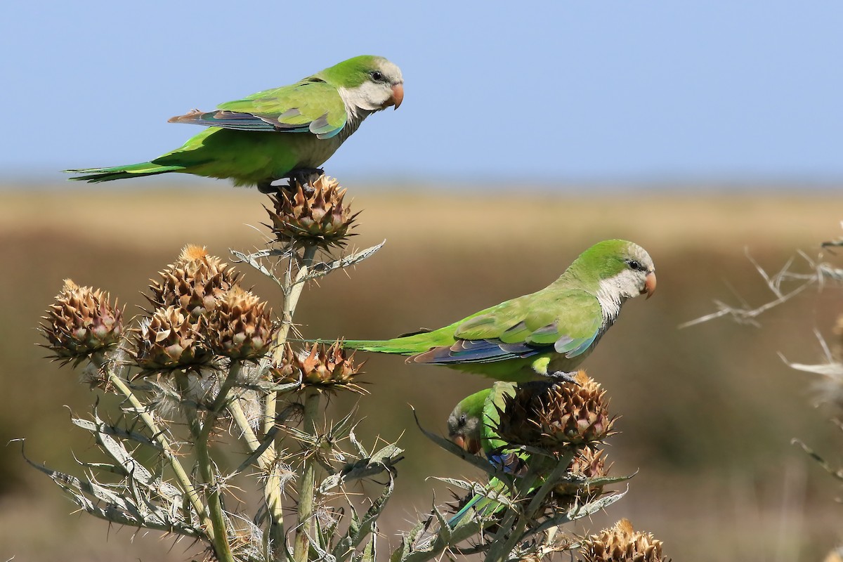 Monk Parakeet (Monk) - ML204856451