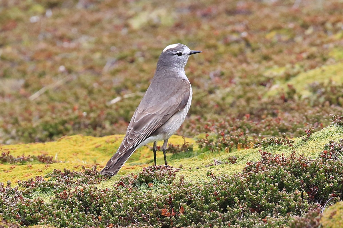 Ochre-naped Ground-Tyrant - ML204856591