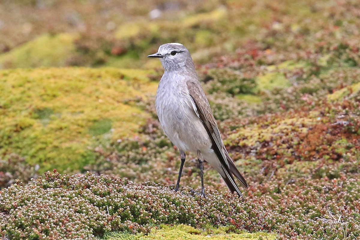 Ochre-naped Ground-Tyrant - ML204856601