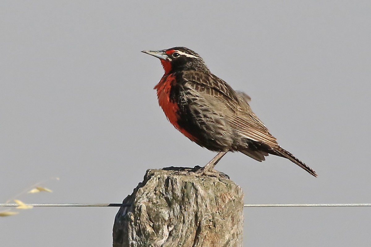 Pampas Meadowlark - ML204856651