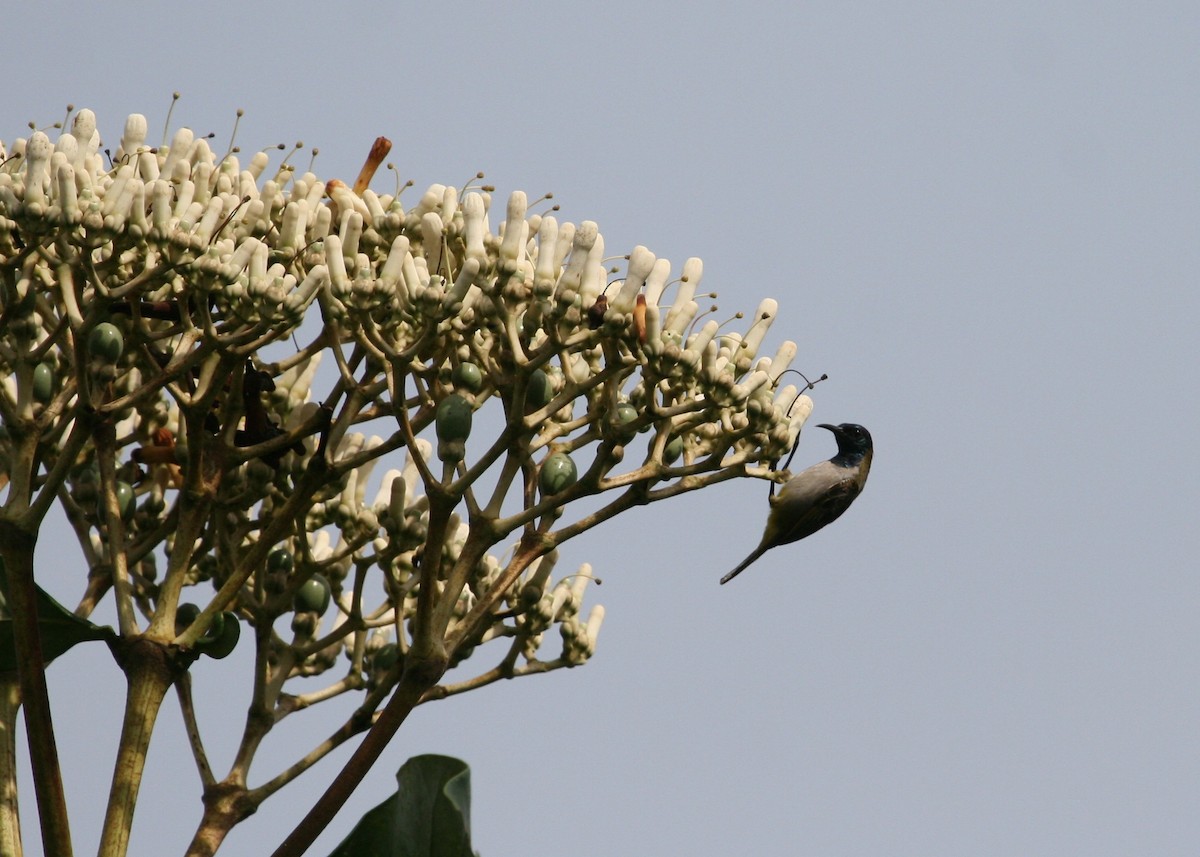 Reichenbach's Sunbird - ML204856801