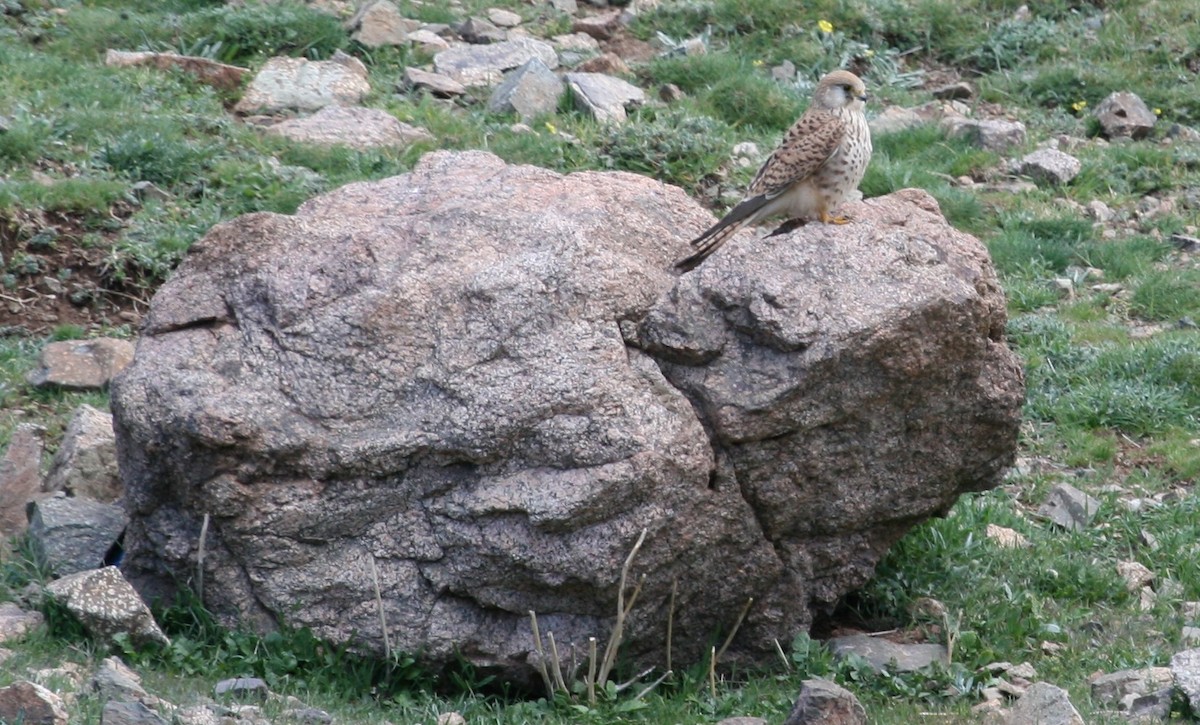 Eurasian Kestrel (Eurasian) - ML204856971