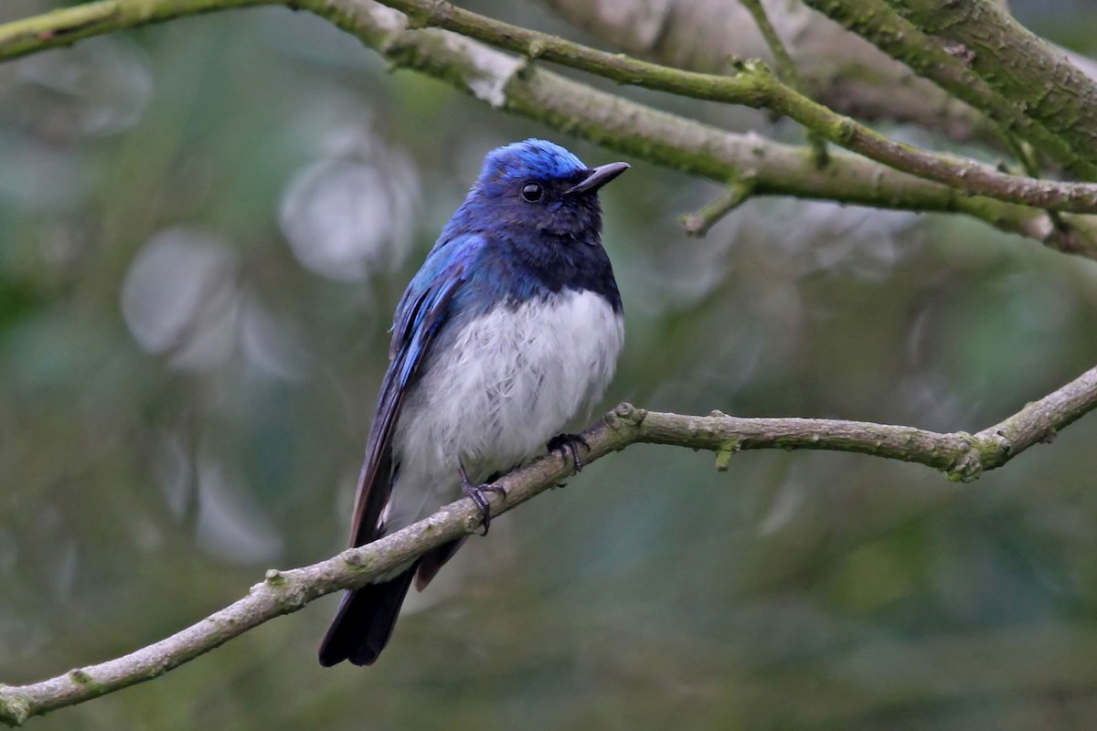 Blue-and-white Flycatcher - ML204857361