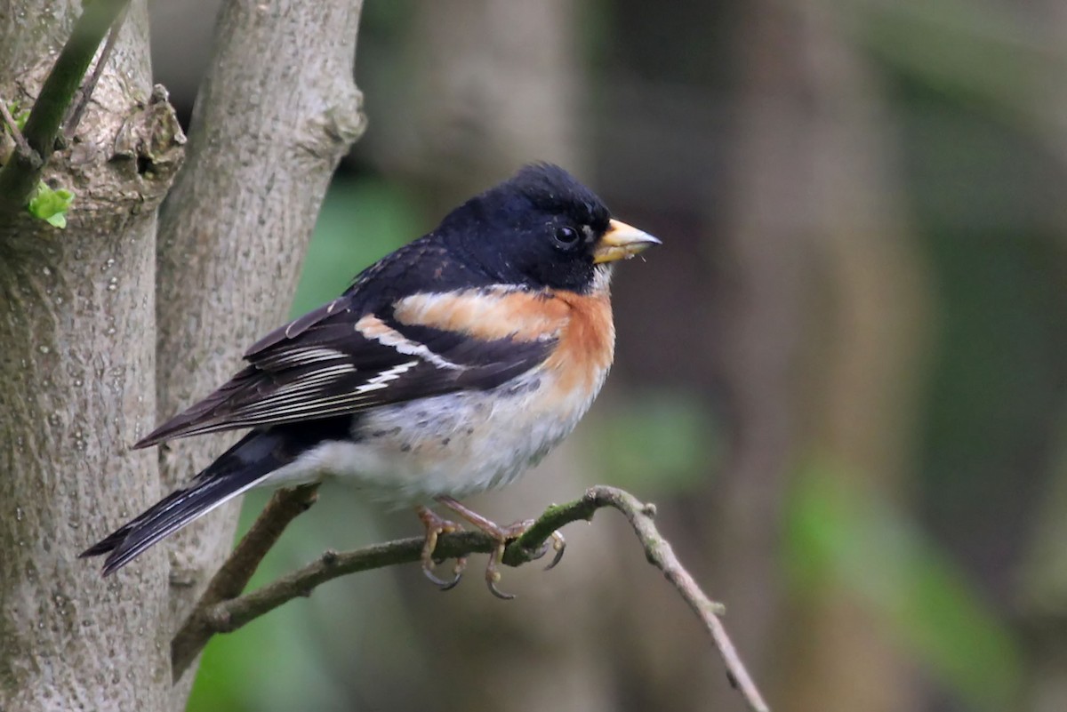 Brambling - ML204857371