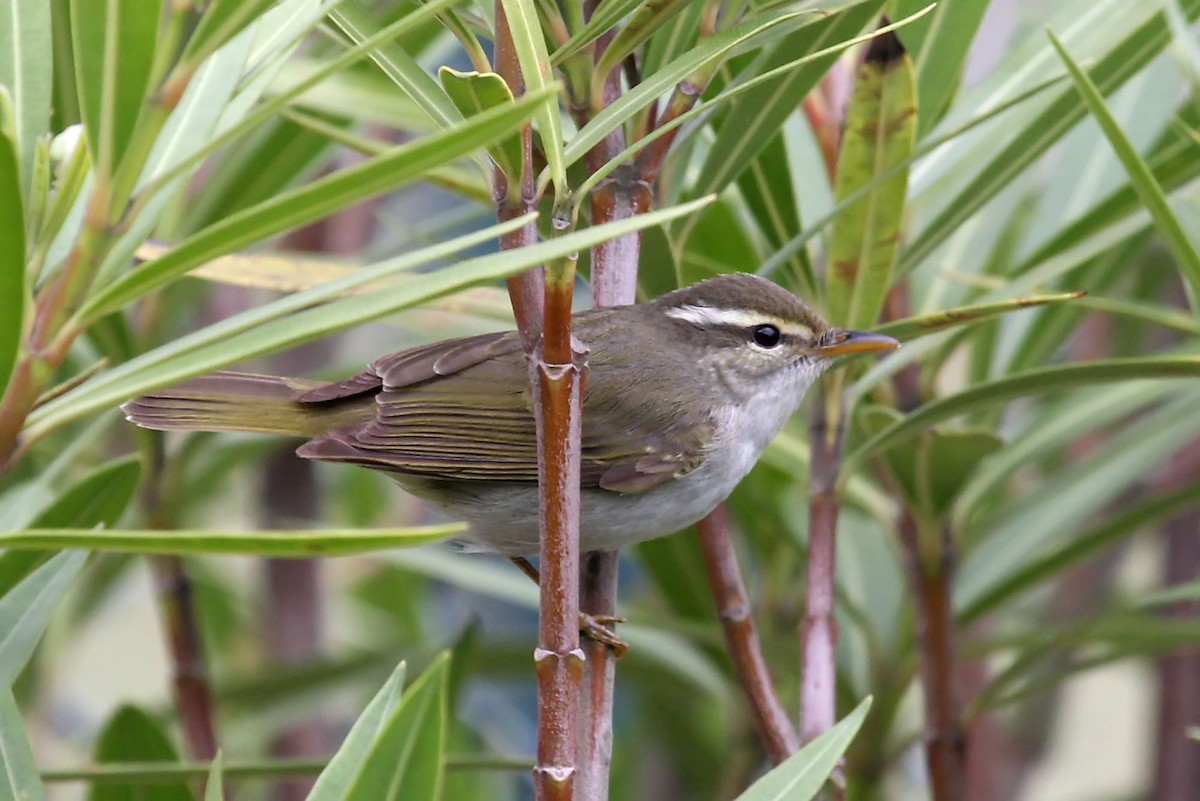 Mosquitero Coronado - ML204857401